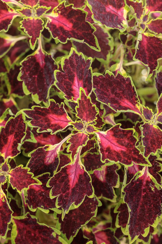 Coleus Colorblaze Cherry Drops - View 1 from www redcrocus com