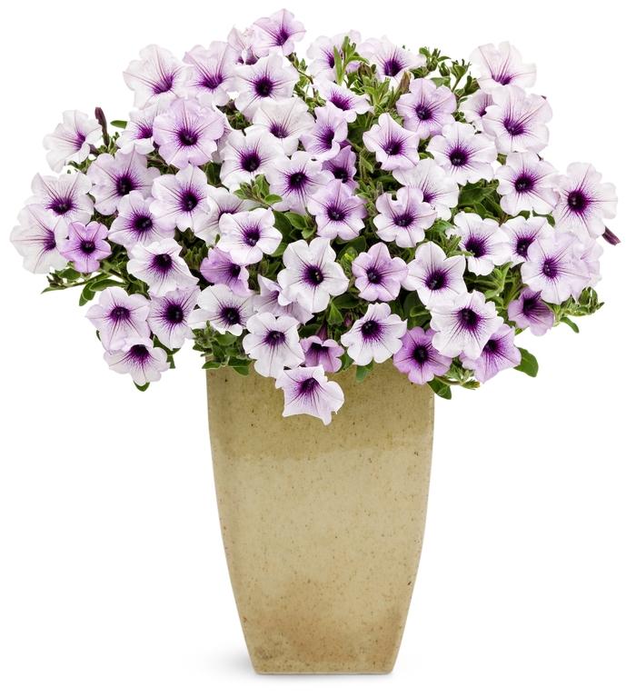 Petunia Supertunia Trailing Blue Veined - View 1 from www redcrocus com