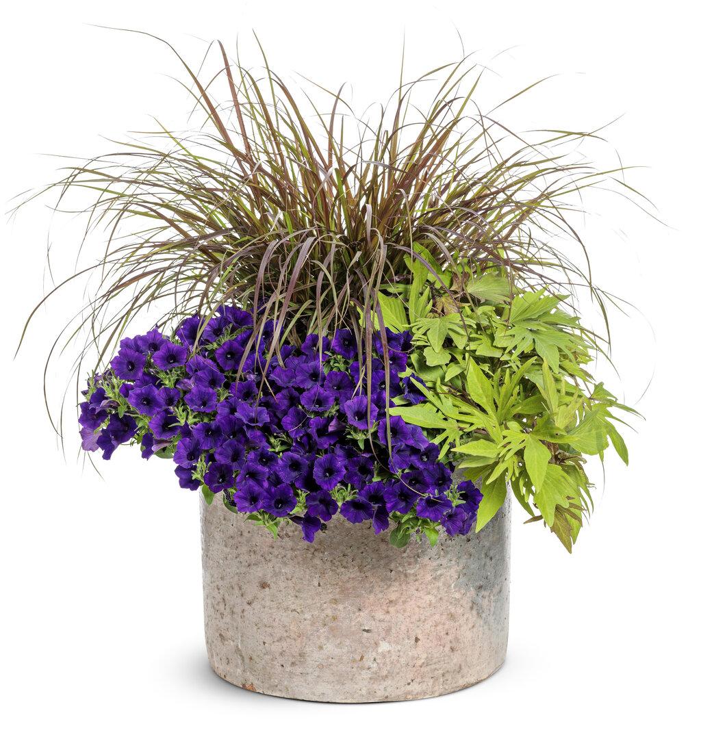 Petunia Supertunia Mini Vista Ultramarine - View 11 from www redcrocus com