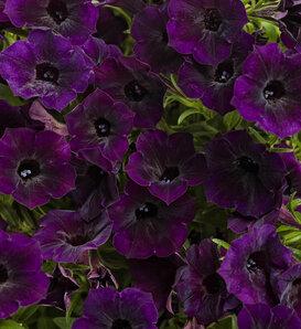 Petunia Supertunia Mini Vista Ultramarine - View 15 from www redcrocus com