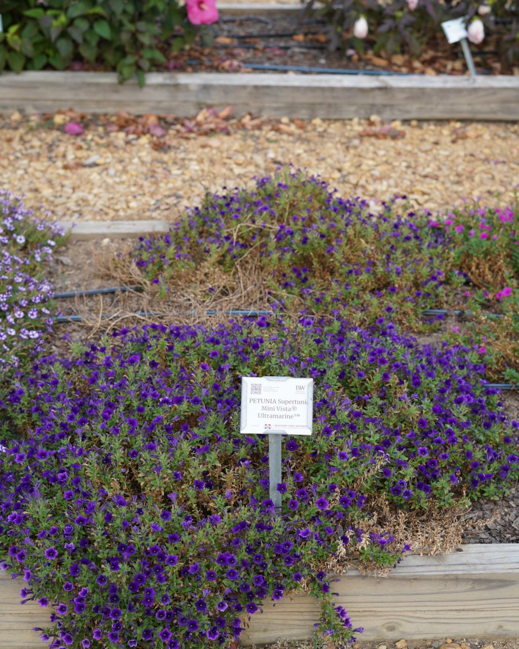Petunia Supertunia Mini Vista Ultramarine - View 16 from www redcrocus com
