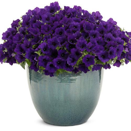 Petunia Supertunia Mini Vista Ultramarine - View 1 from www redcrocus com