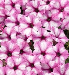 Petunia Supertunia Mini Vista Ultramarine - View 20 from www redcrocus com