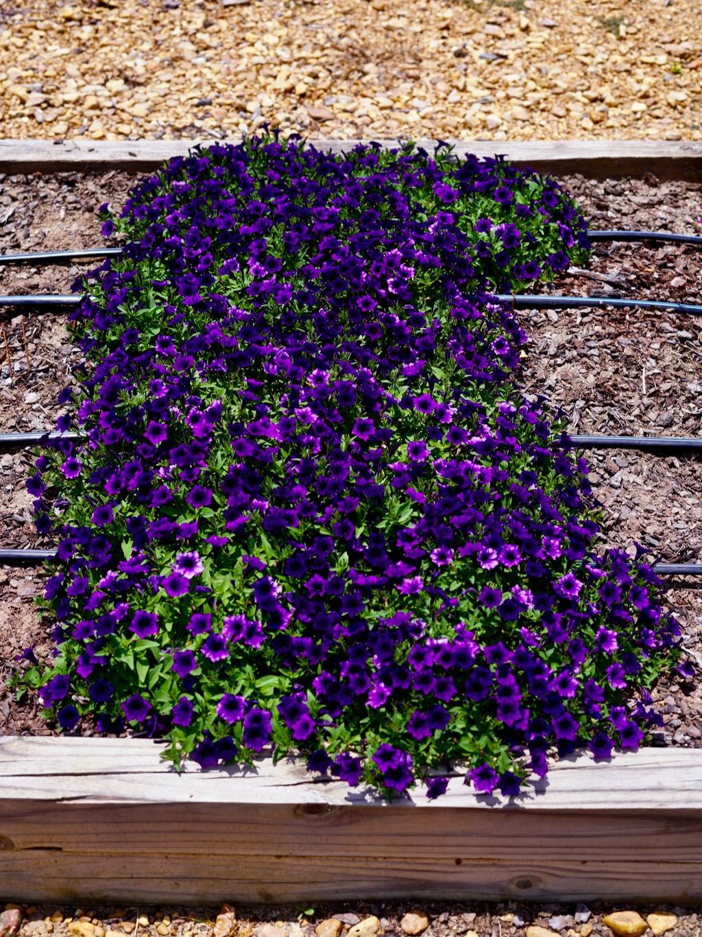 Petunia Supertunia Mini Vista Ultramarine - View 4 from www redcrocus com
