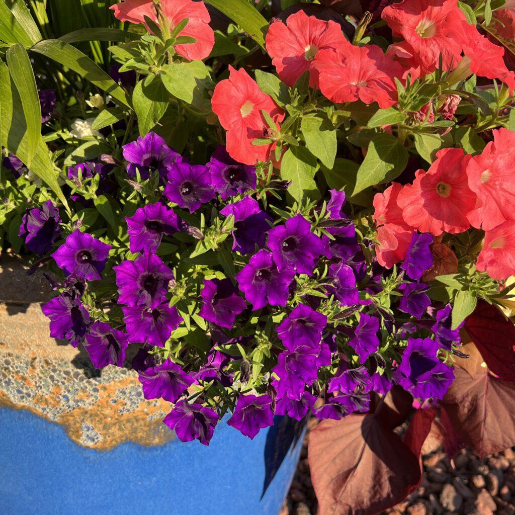 Petunia Supertunia Mini Vista Ultramarine - View 7 from www redcrocus com
