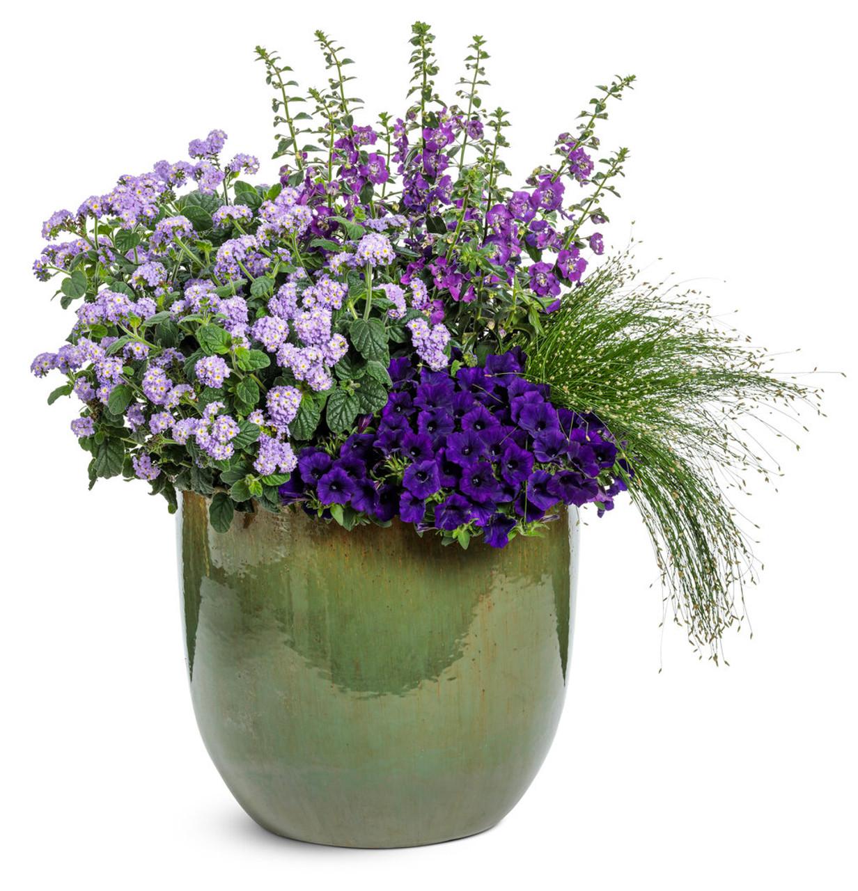 Petunia Supertunia Mini Vista Ultramarine - View 8 from www redcrocus com