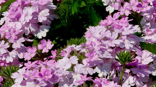 Verbena Superbena Pink Cashmere - View 10 from www redcrocus com