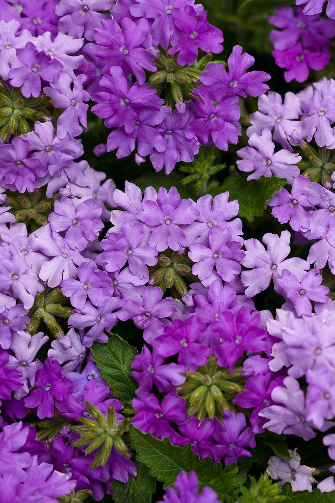 Verbena Superbena Pink Cashmere - View 11 from www redcrocus com