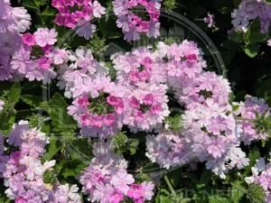 Verbena Superbena Pink Cashmere - View 13 from www redcrocus com
