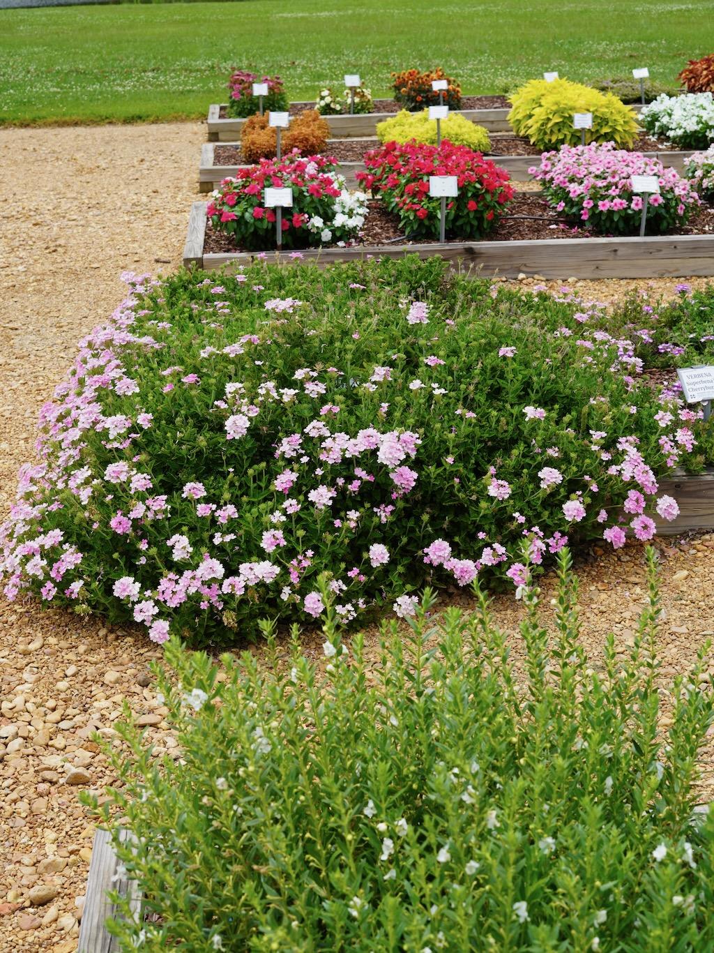 Verbena Superbena Pink Cashmere - View 15 from www redcrocus com