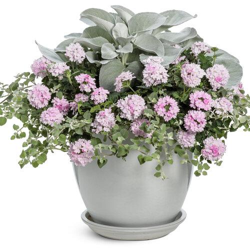 Verbena Superbena Pink Cashmere - View 16 from www redcrocus com