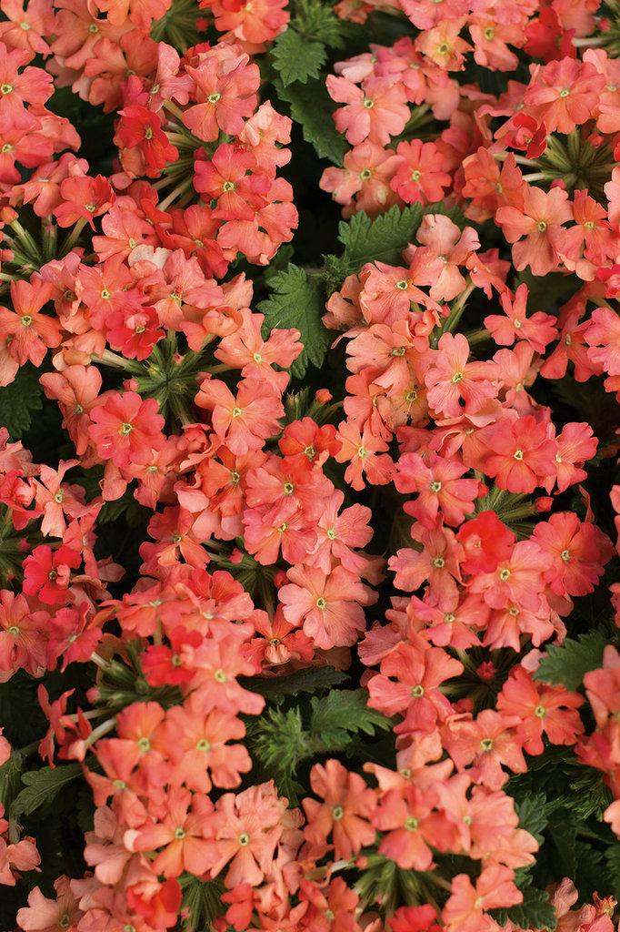 Verbena Superbena Pink Cashmere - View 17 from www redcrocus com