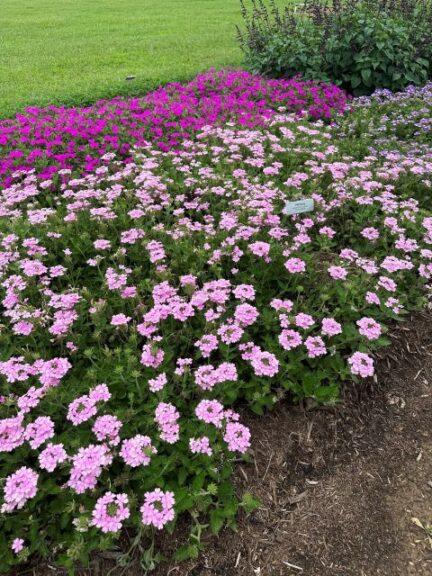 Verbena Superbena Pink Cashmere - View 18 from www redcrocus com