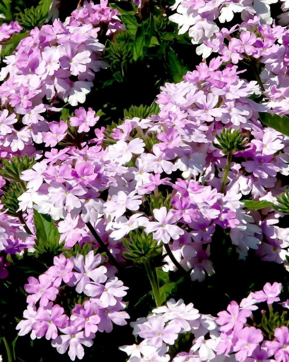 Verbena Superbena Pink Cashmere - View 19 from www redcrocus com