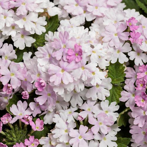 Verbena Superbena Pink Cashmere - View 1 from www redcrocus com