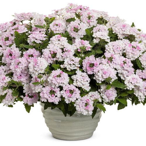 Verbena Superbena Pink Cashmere - View 2 from www redcrocus com