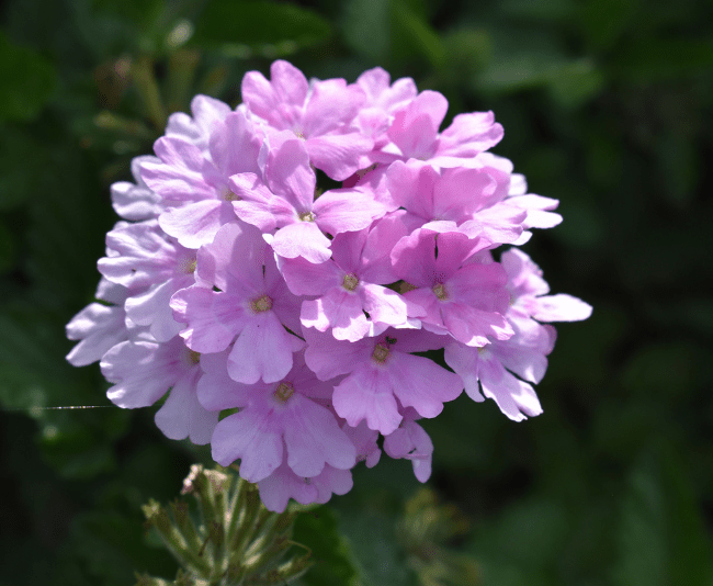 Verbena Superbena Pink Cashmere - View 3 from www redcrocus com