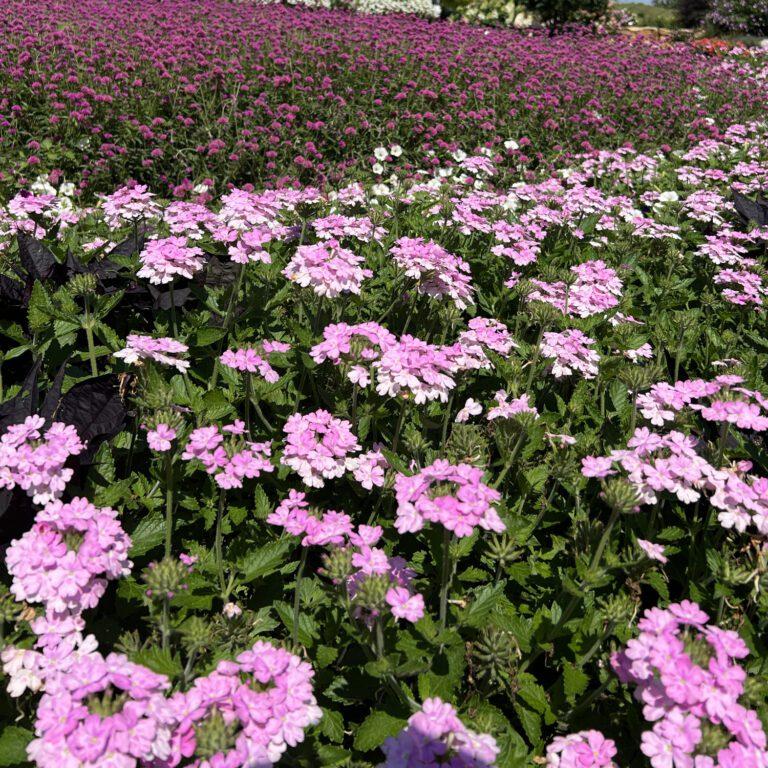 Verbena Superbena Pink Cashmere - View 5 from www redcrocus com