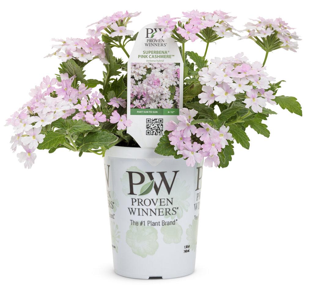 Verbena Superbena Pink Cashmere - View 6 from www redcrocus com
