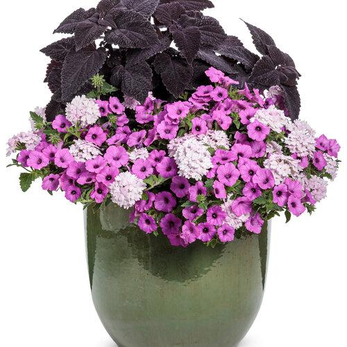 Verbena Superbena Pink Cashmere - View 7 from www redcrocus com