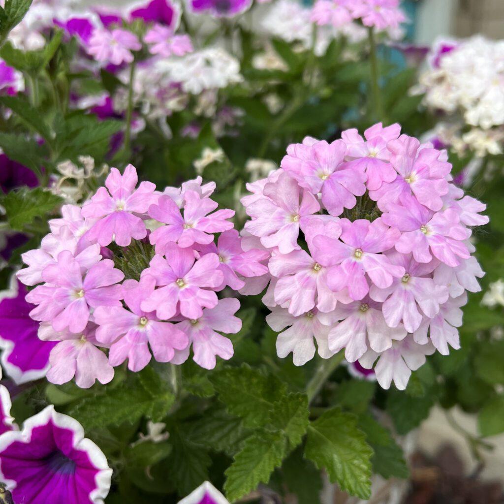 Verbena Superbena Pink Cashmere - View 8 from www redcrocus com