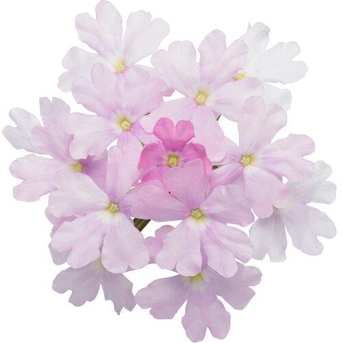 Verbena Superbena Pink Cashmere - View 9 from www redcrocus com
