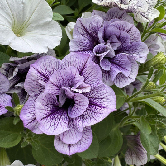 Petunia Supertunia Priscilla - View 10 from www redcrocus com