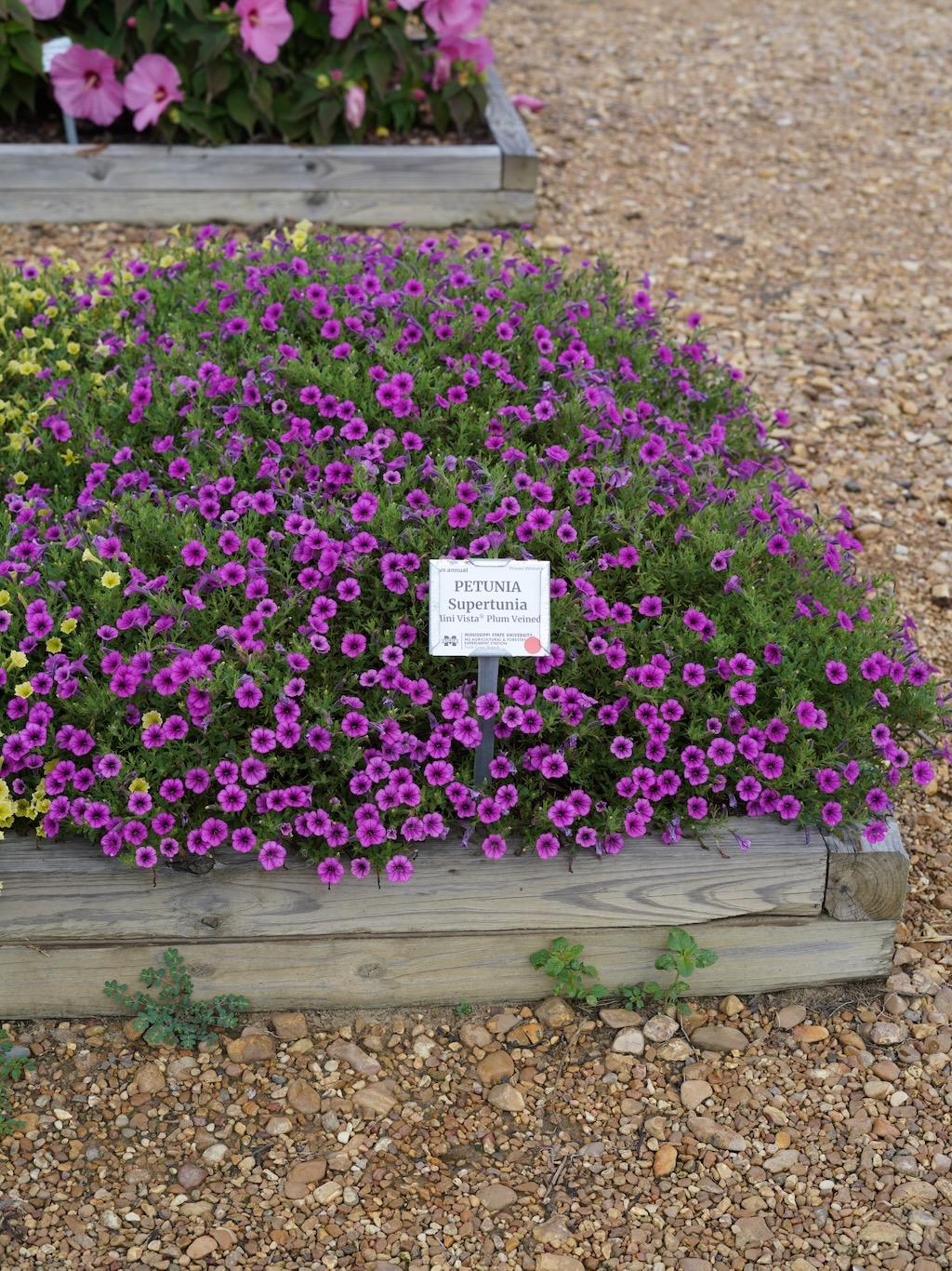 Petunia Supertunia Mini Vista Plum Veined - View 11 from www redcrocus com