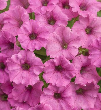 Petunia Supertunia Mini Vista Plum Veined - View 13 from www redcrocus com