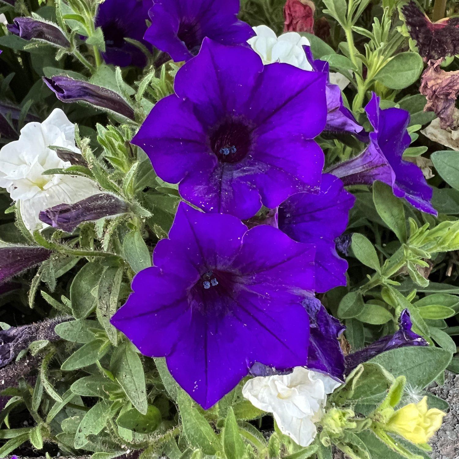 Petunia Supertunia Mini Vista Plum Veined - View 16 from www redcrocus com