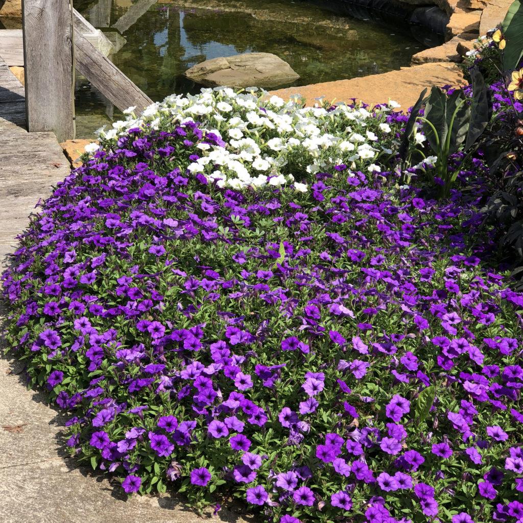 Petunia Supertunia Mini Vista Plum Veined - View 17 from www redcrocus com