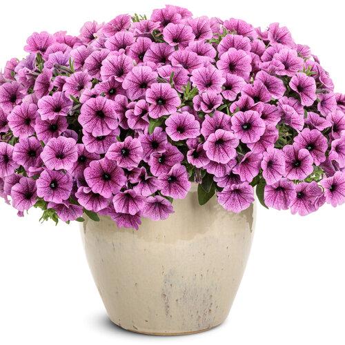 Petunia Supertunia Mini Vista Plum Veined - View 1 from www redcrocus com