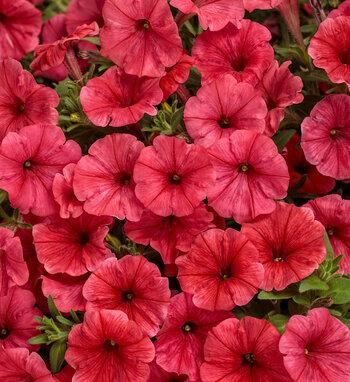 Petunia Supertunia Mini Vista Plum Veined - View 20 from www redcrocus com