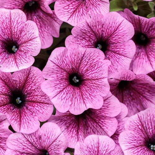 Petunia Supertunia Mini Vista Plum Veined - View 2 from www redcrocus com