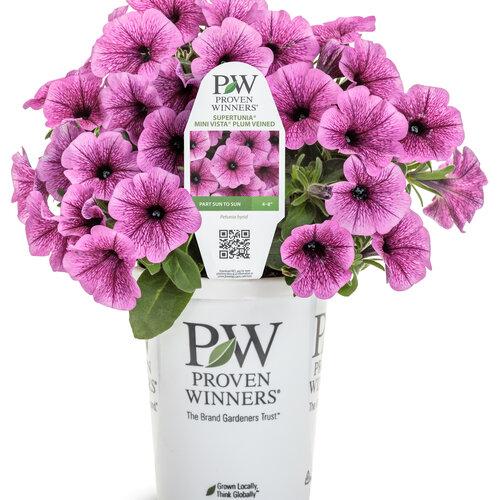 Petunia Supertunia Mini Vista Plum Veined - View 3 from www redcrocus com