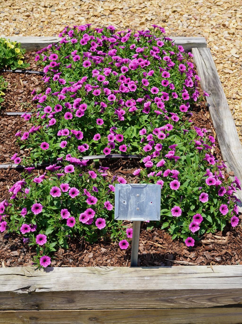 Petunia Supertunia Mini Vista Plum Veined - View 6 from www redcrocus com