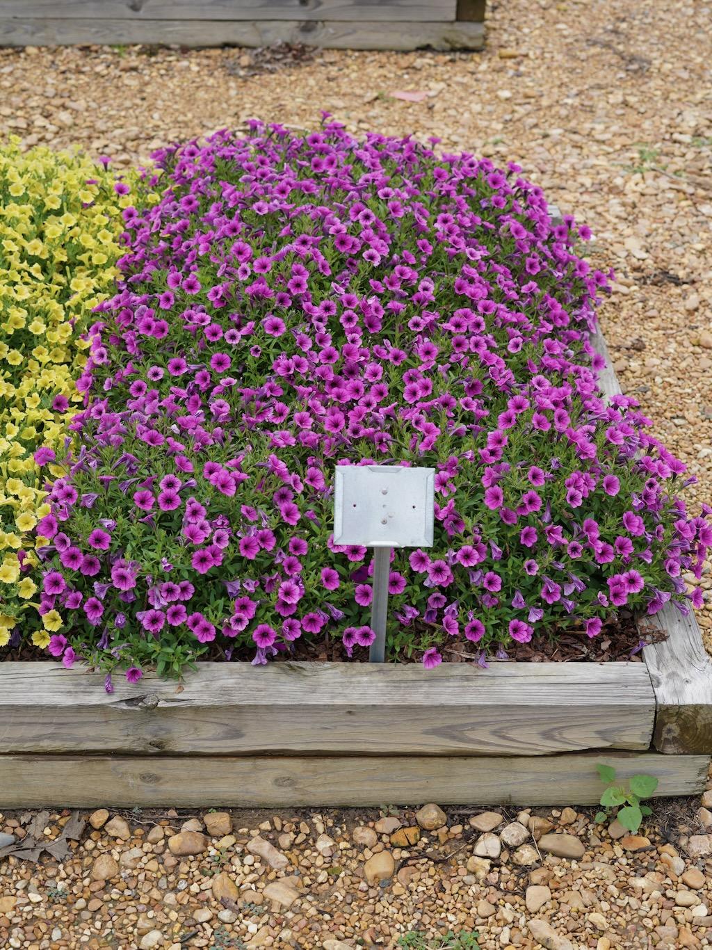 Petunia Supertunia Mini Vista Plum Veined - View 7 from www redcrocus com