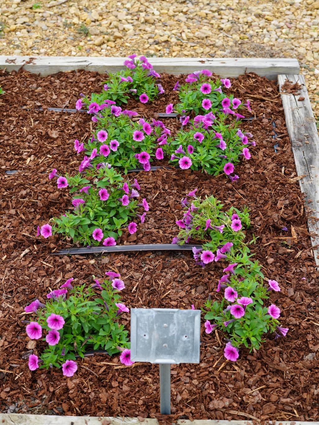 Petunia Supertunia Mini Vista Plum Veined - View 9 from www redcrocus com