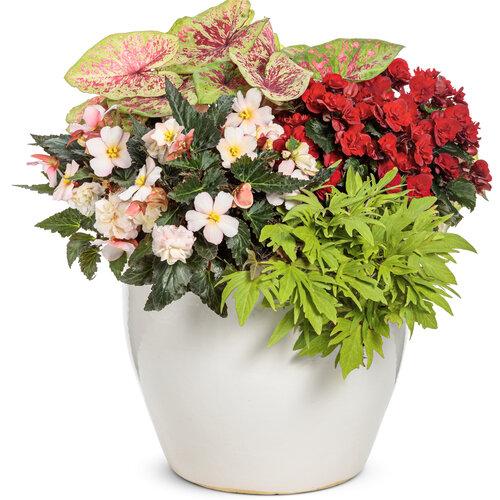 Begonia Double Delight Appleblossom - View 10 from www redcrocus com