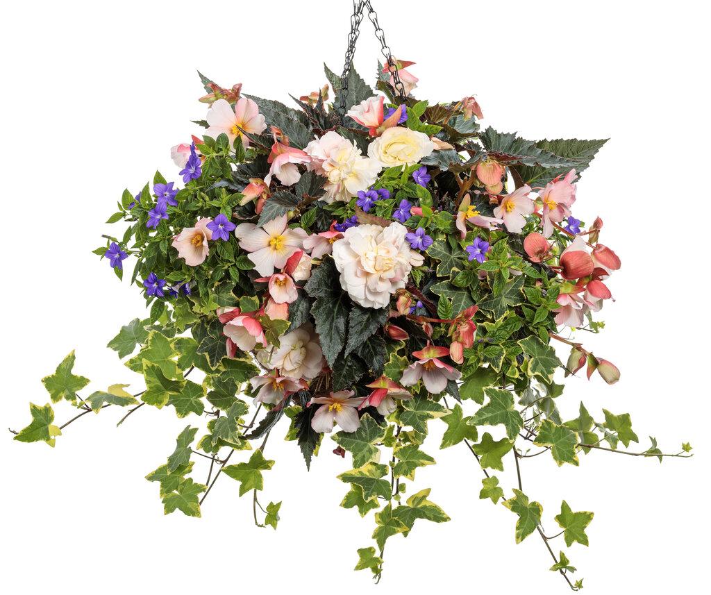 Begonia Double Delight Appleblossom - View 11 from www redcrocus com
