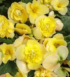 Begonia Double Delight Appleblossom - View 12 from www redcrocus com