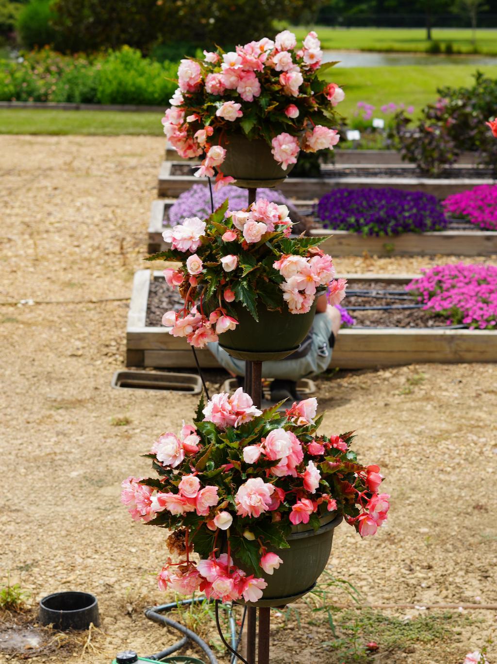 Begonia Double Delight Appleblossom - View 14 from www redcrocus com