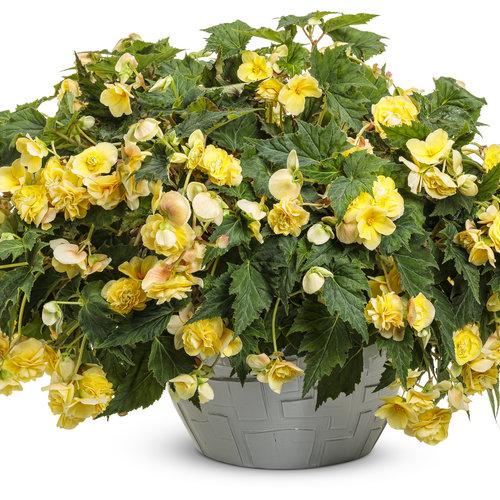 Begonia Double Delight Appleblossom - View 15 from www redcrocus com