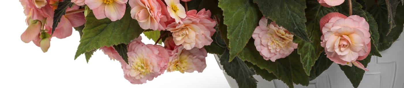 Begonia Double Delight Appleblossom - View 17 from www redcrocus com