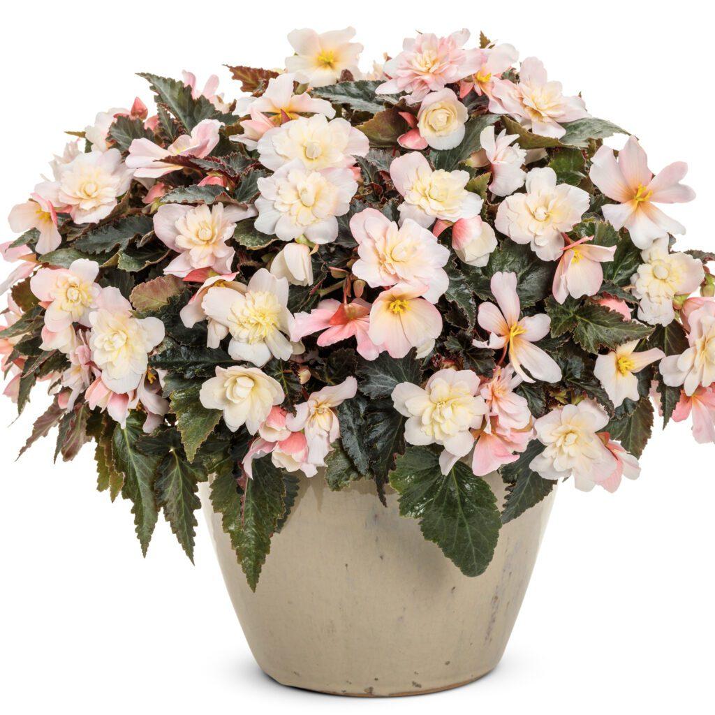 Begonia Double Delight Appleblossom - View 18 from www redcrocus com