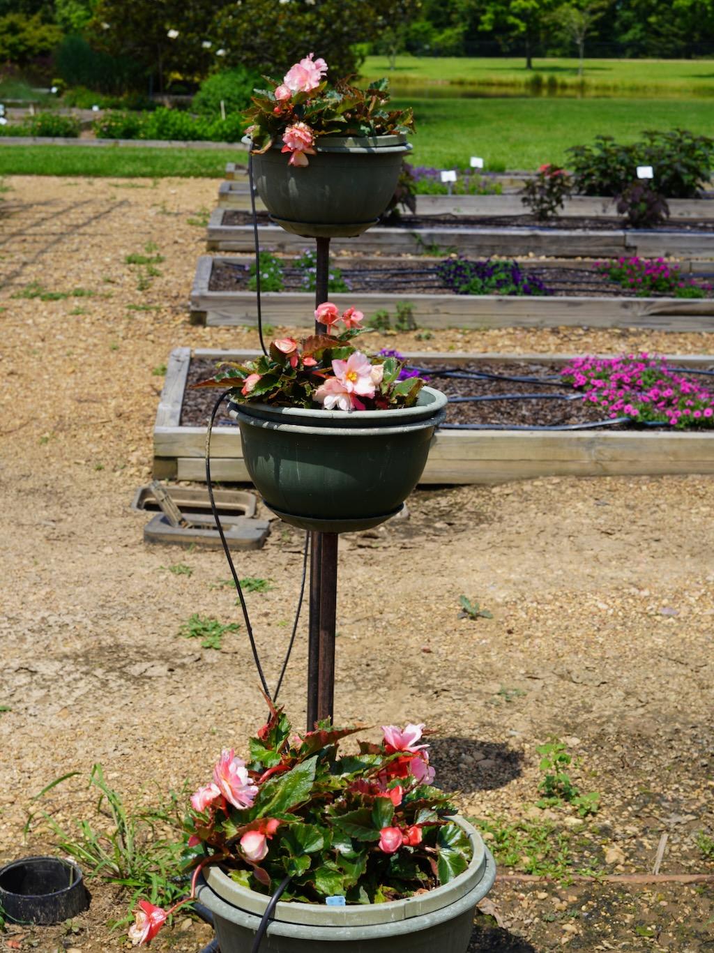 Begonia Double Delight Appleblossom - View 19 from www redcrocus com