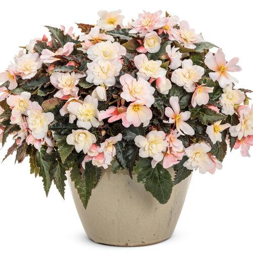 Begonia Double Delight Appleblossom - View 1 from www redcrocus com