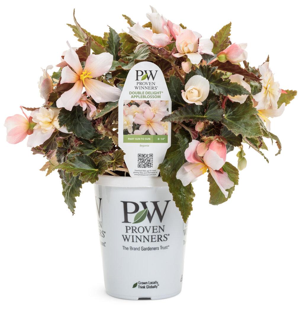 Begonia Double Delight Appleblossom - View 3 from www redcrocus com
