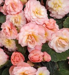 Begonia Double Delight Appleblossom - View 4 from www redcrocus com
