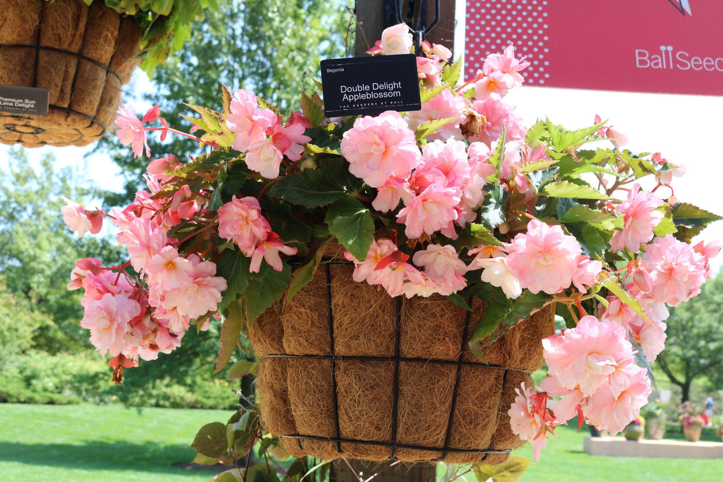 Begonia Double Delight Appleblossom - View 5 from www redcrocus com